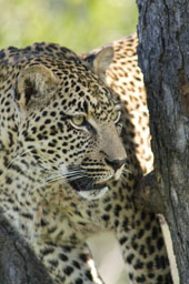 Jeune mâle léopard dans un arbre
